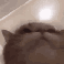WhiteCatDananu emoji
