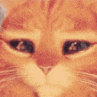 OrangeCat2 emoji