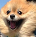 6825_Dog_Happy_Smile emoji
