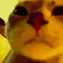 PartyCattoVibe emoji