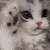 CatSadge emoji
