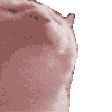 catJAM_COLORS emoji