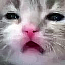 confused_cat emoji