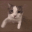 CW_Gif_Cat_Kiss emoji