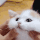 Cute_kitty emoji
