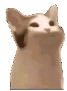 randomasscat emoji