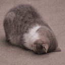 W_catSad emoji