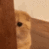 cat_scared emoji