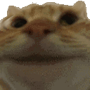 Cat_Shakes_Head_Yes_Inv emoji