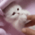 cutecat3 emoji