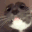 Cat_Wtf_2 emoji