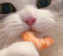 9ShrimpCat emoji