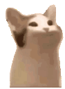Funnycat emoji