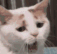 Cat_tired emoji