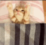 kittysleepytime emoji