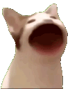 cat_blob emoji