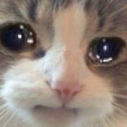 FD_sad_cat emoji