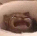 catcrying emoji