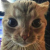 hired_cat_small emoji