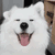 funnyanimalsdog emoji
