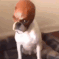 daredevildog emoji