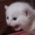 catScreaming emoji