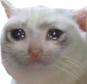 memesadcat emoji