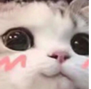 7482uwucat1 emoji