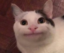 meme_cat emoji