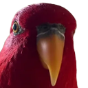 Red_Birb_Stare emoji