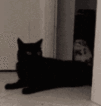 cat_stealing emoji