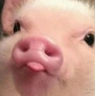 svinyazik emoji