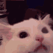 cat_scream emoji