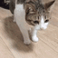 Cat_Dead emoji