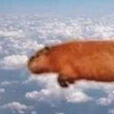Capybara's Center Discord Server Logo
