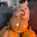 kitty 🎃 Discord Server Logo