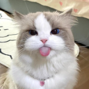 kitty 🌴 Discord Server Logo