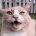 Plethora of Discord Cat Memes Discord Server Logo
