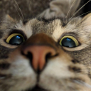 .gg/catss ୨୧ cat sanctuary Discord Server Logo