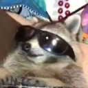 the raccoonzzz Discord Server Logo