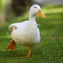 quack Discord Server Logo