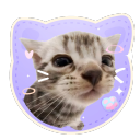cat piss aka' /sillycats 𖾕𖾝꙼ᩚ𛲕𖾟 Discord Server Logo