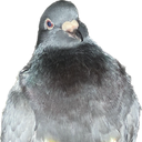 The Pigeon SMP Discord Server Logo