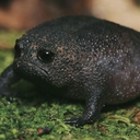 🐸Лягушатник Discord Server Logo