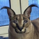 Floppa's hangout Discord Server Logo