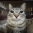 Le chatty server Discord Server Logo