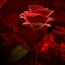 rose of love Discord Server Logo