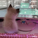 Cat cafe Discord Server Logo
