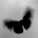 Butterfly. Discord Server Logo