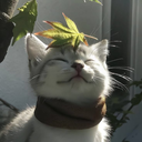 Chillies Discord Server Logo